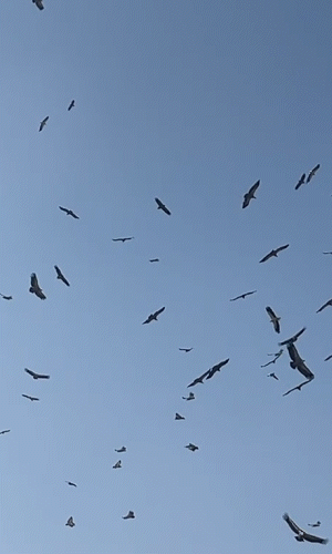 बीकानेर के जोड़बीड़ एरिया के आसमान में गिद्ध कुछ इसी तरह मंडराते रहते हैं।