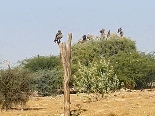 एक्सपट्‌र्स का कहना है- दुनिया में गिद्धों की करीब 23 प्रजातियां है, जिनमें से करीब 15 प्रजातियां इस समय बीकानेर आई हुई हैं।