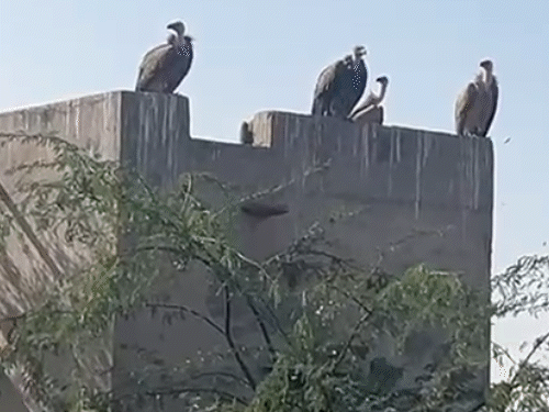 हिमालयन गिफ्रॉन समेत करीब 15 प्रजातियों ने जोड़बीड़ में डेरा जमाया है।