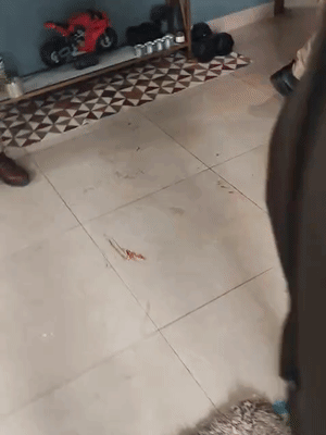 फ्लैट के फर्श पर जगह-जगह पर खून पड़ा मिला।