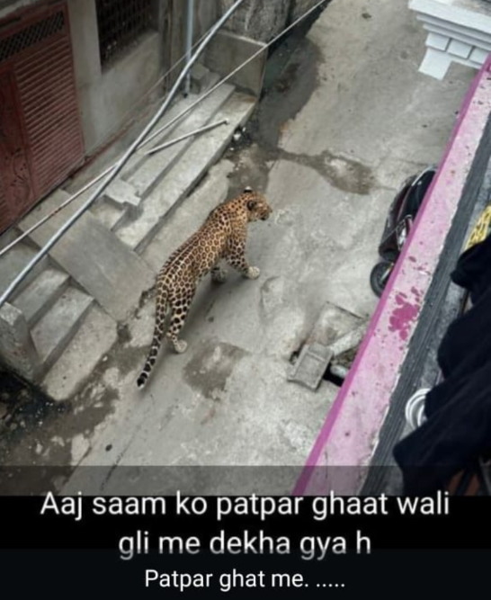 तेंदुए का यह फोटो सोशल मीडिया पर सामने आया था।