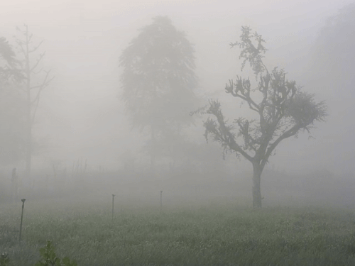 Melting cold in Rajasthan, mercury at freezing point | राजस्थान में लगातार तीसरे दिन पारा शून्य पर: दिन में भी बर्फीली हवा चली; 7 शहरों में रात का तापमान 5 डिग्री से