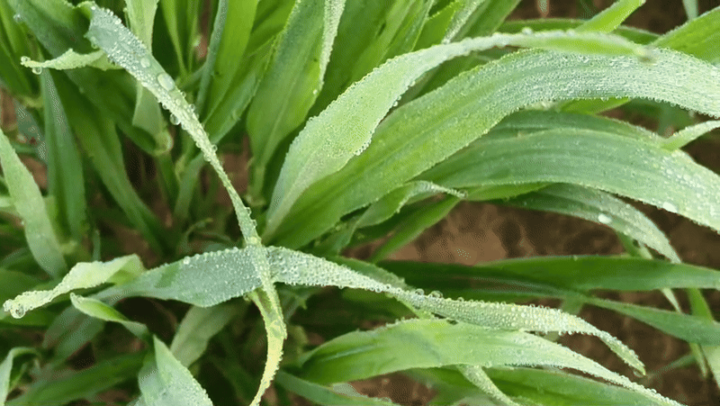 Melting cold in Rajasthan, mercury at freezing point | राजस्थान में लगातार तीसरे दिन पारा शून्य पर: दिन में भी बर्फीली हवा चली; 7 शहरों में रात का तापमान 5 डिग्री से