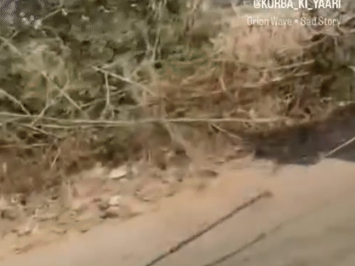 मृत गाय को ट्रैक्टर से घसीटकर ले जाने का वीडियो वायरल।