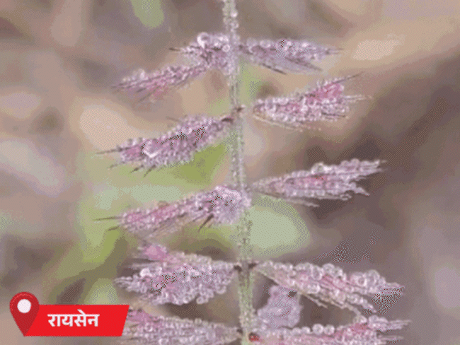 छिंदवाड़ा, मुरैना, रायसेन समेत प्रदेश के कई जिलों में सोमवार सुबह से सर्दी-कोहरा छाया है।