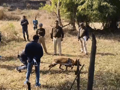 घटनास्थल से सीधे पड़ोसी के घर पहुंचा डॉग।