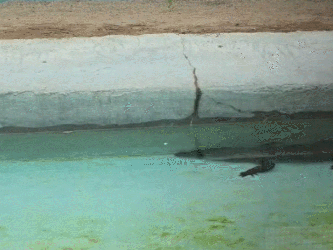 देवरी सेंचुरी में घड़ियालों का संरक्षण किया जाता है।