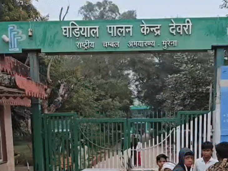 देवरी सेंचुरी में 3 साल की उम्र या 120 सेंटीमीटर लंबाई तक के घड़ियालों को रखा जाता है।