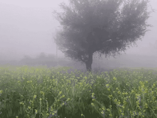 सीकर के रानोली में सोमवार सुबह घने कोहरे को चीरती हुई ट्रेन निकली।