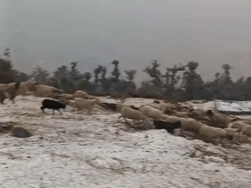 चमोली के आली बिनानी बुग्याल में रविवार शाम बर्फबारी हुई।