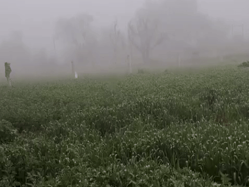 सुबह कोहरा देखने को मिला।