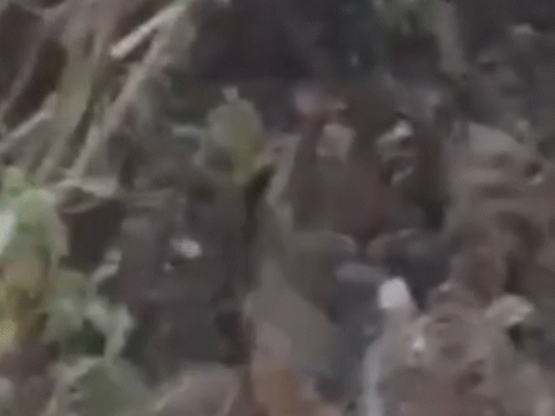 बाघिन और शावकों ने ट्रैक पर बैठे होने के दौरान टूरिस्ट की तरफ भी देखा।