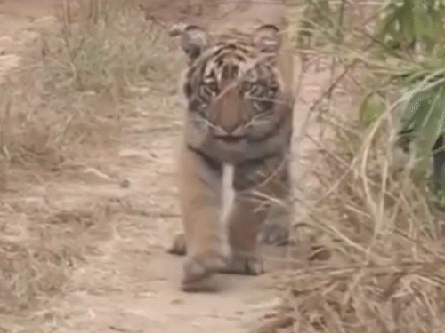 ट्रैक पर घूमने के दौरान सफारी की जिप्सी के पीछे से टाइगर का शावक आता नजर आया।