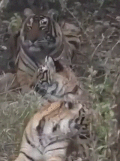 बाला किला के जंगल में अंधेरी ट्रैक पर बाघिन और उसके दोनों शावक। दोनों शावकों के पीछे बाघिन बैठी नजर आई।