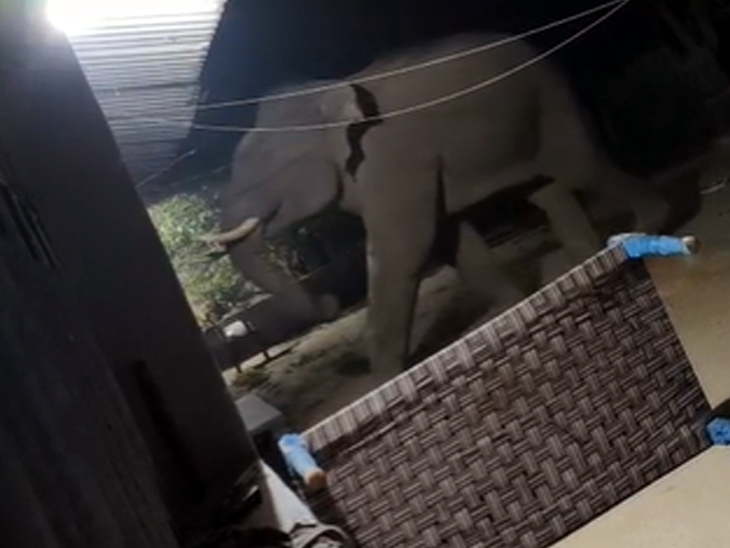 हाथी जंगल के पास के गांव में पहुंच मचा रहा आतंक।