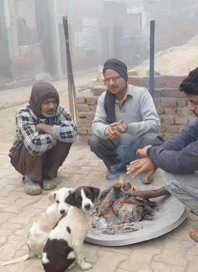 शाहजहांपुर में कड़ाके की ठंड के बीच इंसान के साथ जानवरों भी ठिठुर रहे हैं। ठंड से राहत पाने के लिए सभी एक साथ अलाव के पास बैठे नजर आए।