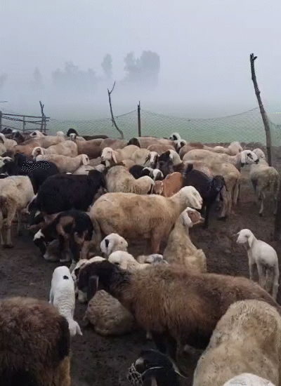 चंदौली में कड़ाके की ठंड से भेड़-बकरियों को बचाने के लिए कई इंतजाम किए गए हैं। बाड़े में अलाव की व्यवस्था की गई है।