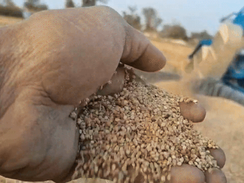 किनोवा को मशीन से प्रोसेस कर खेतों से सीधे यूनिट में पहुंचाया जाता है।