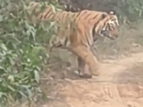 सरिस्का के बफर जोन के जंगल से टाइगर ST-18 निकलकर ट्रैक पर आते हुए। ये एरिया अलवर शहर से केवल 5 किमी दूर है।