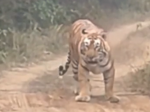 ट्रैक पर आकर टूरिस्ट की जिप्सी के आगे घूमता टाइगर ST-18