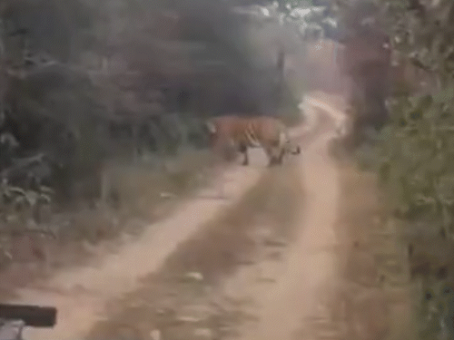 ट्रैक पर घूमने के बाद वापस जंगल में जाता टाइगर।