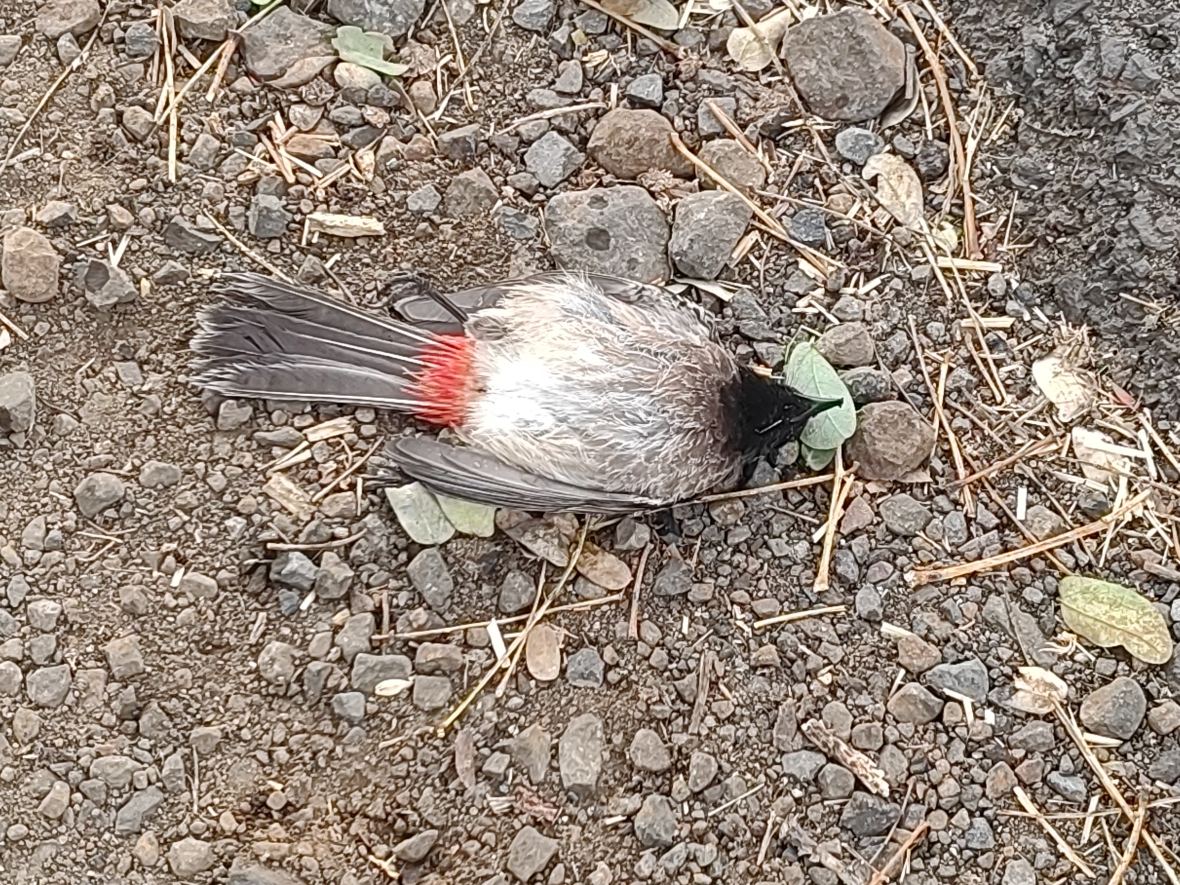 ठंड के कारण पक्षी की मौत हुई