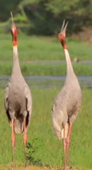 25 साल पहले 2 जोड़े यहां आए थे। वे दोबारा साइबेरिया पहुंचे ही नहीं।