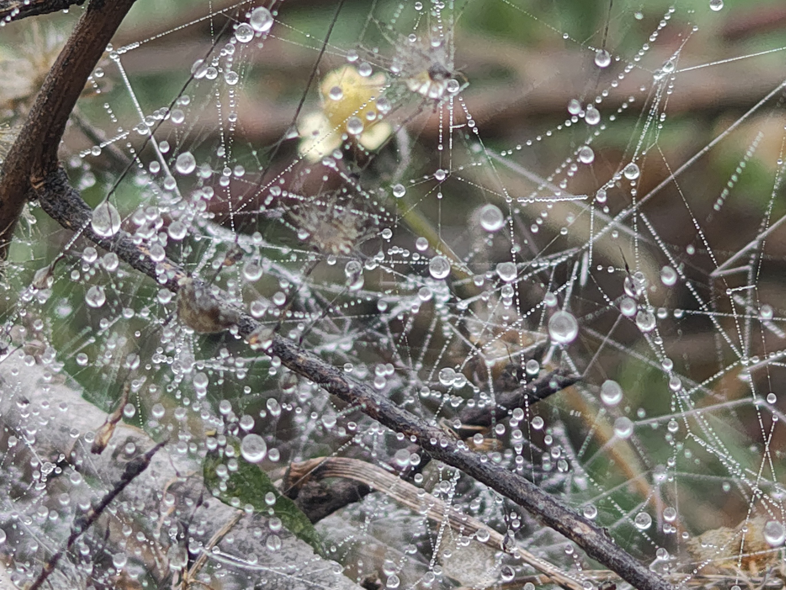 जालों पर जमी ओस की बूंदें मोतियों की तरह चमक रही