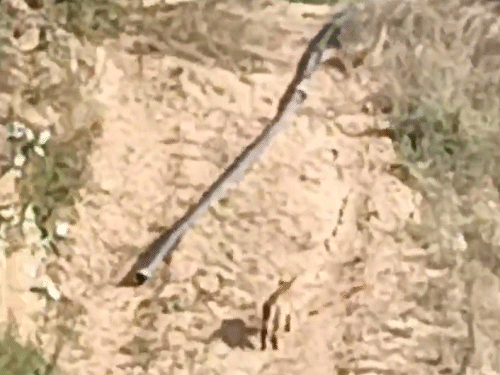 खेत की पाल से चलता हुआ टाइगर दूसरे खेत की तरफ जाता नजर आ रहा है।