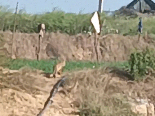 खेतों के बीच से चलता हुआ टाइगर झाड़ियों में ओझल हो गया।