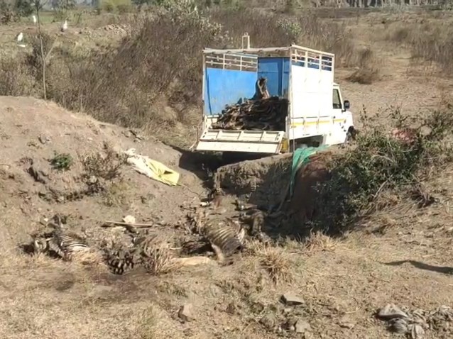 पुलिस ने एक पिकअप को जब्त कर 4 लोगों ंको गिरफ्तार किया है।