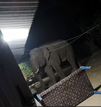 गोइलकेरा प्रखंड के सोवां गांव में सोमवार की रात हाथी ने घरों पर हमला किया।