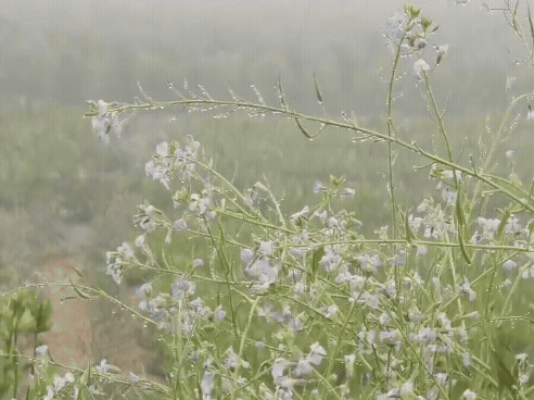 कोहरे के साथ ओस फसलों के लिए वरदान से कम नहीं है। रियां बड़ी क्षेत्र में सरसों के फूलों पर ओस की बूंदें।