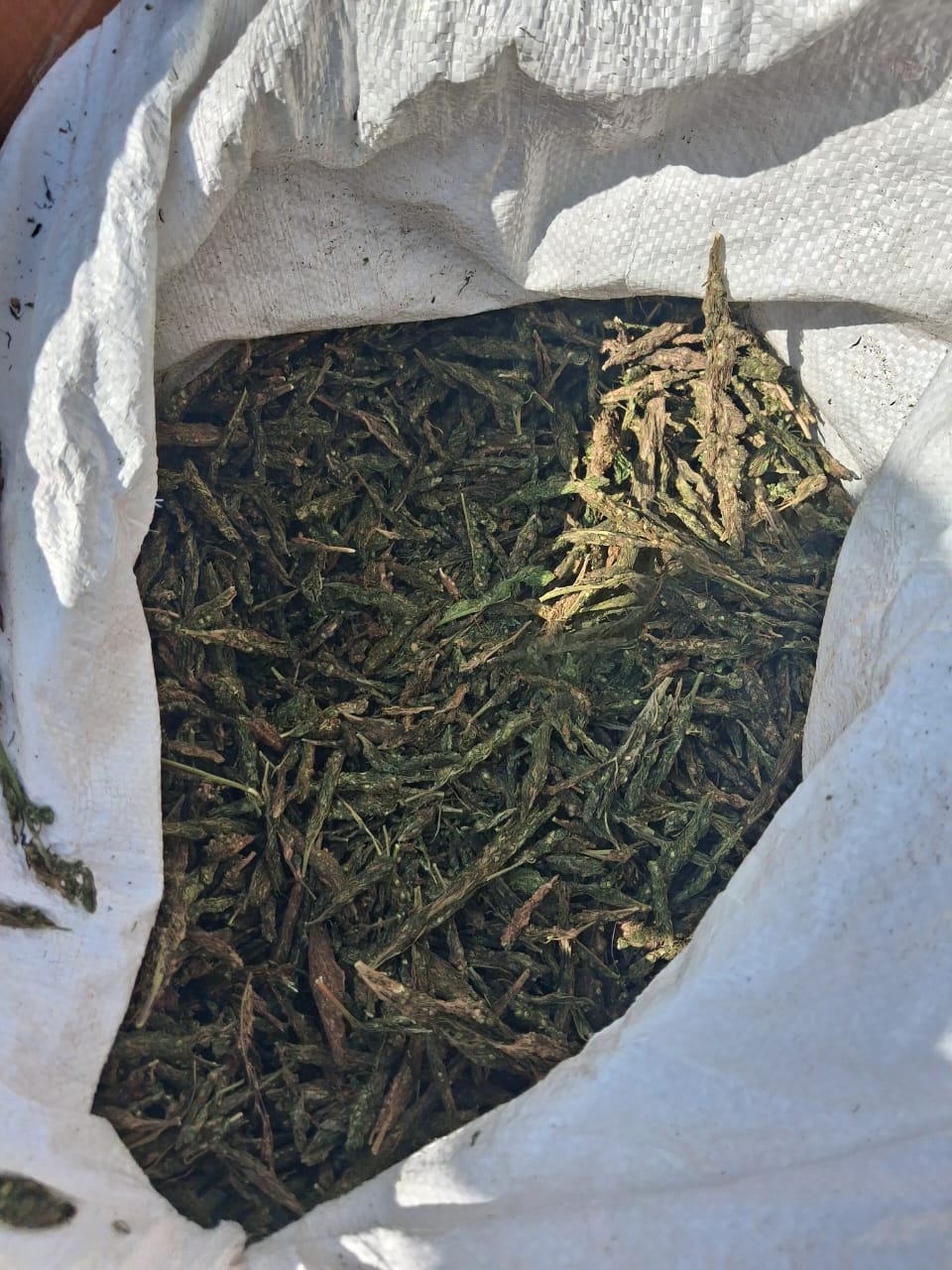 महासमुंद पुलिस ने 5 क्विंटल 20 किलो गांजा जब्त किया है। बोरियों में भरकर ले जा रहे थे।