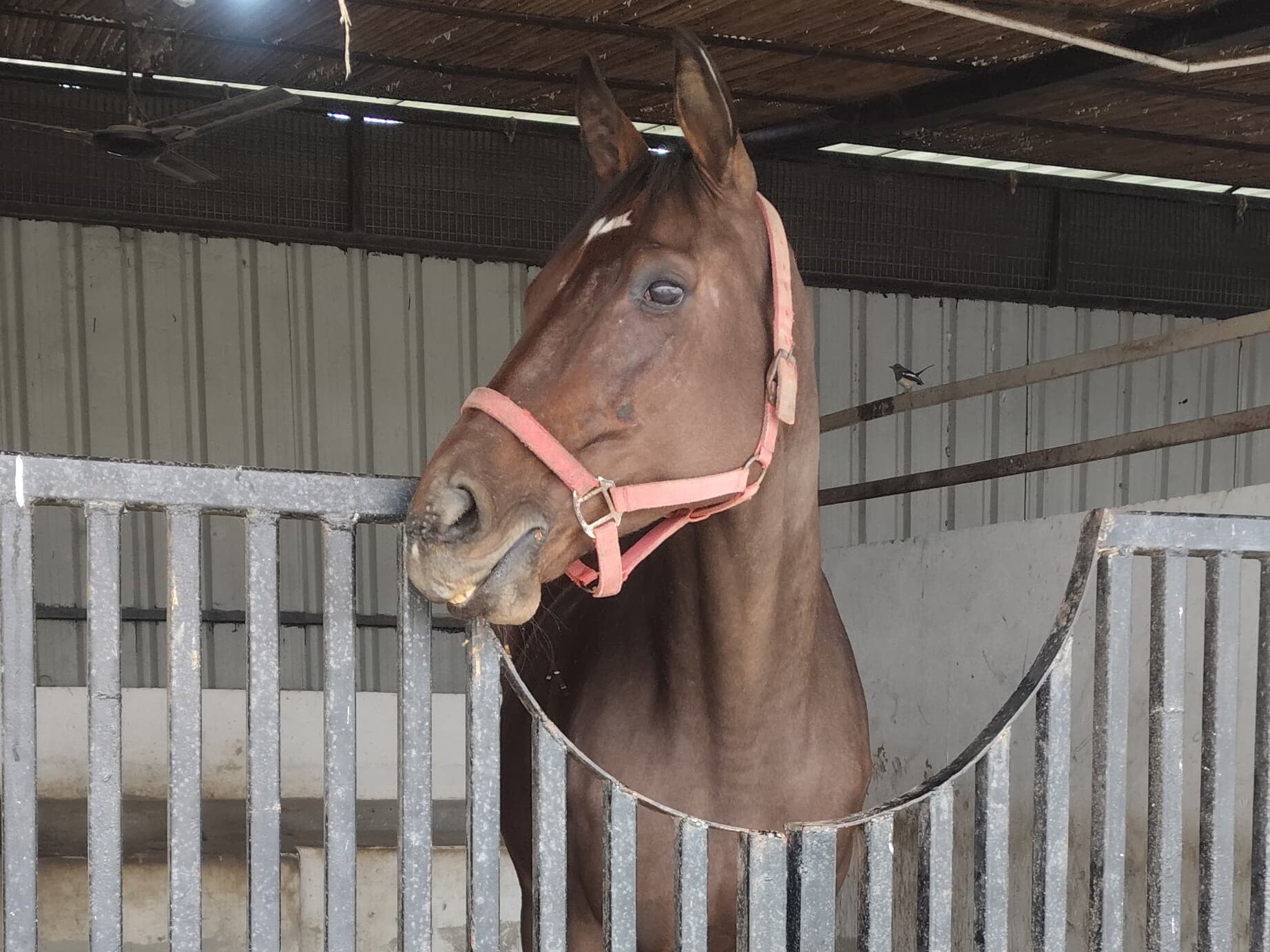 हरियाणा के दंपती ने बृजभूषण शरण सिंह को गिफ्ट किया 2.5 crore का घोड़ा