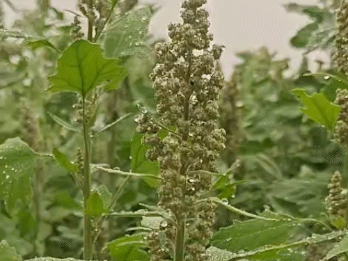 किनोवा की फसल चार महीने में पक कर तैयार हो जाती है। दो-तीन सिंचाई से ज्यादा पानी की जरूरत नहीं होती है। खारे पानी में किनोवा की अच्छी पैदावार होती है।