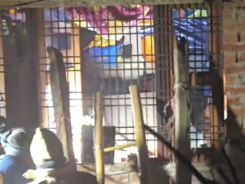 ट्रेंकुलाइज करने के समय तेंदुए ने वन विभाग की टीम पर छपट्टा भी मारा।