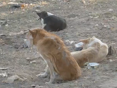 रायगढ़ में आवारा कुत्तों की नसबंदी के बाद बिरयानी खिलाई जा रही। (फाइल फोटो)