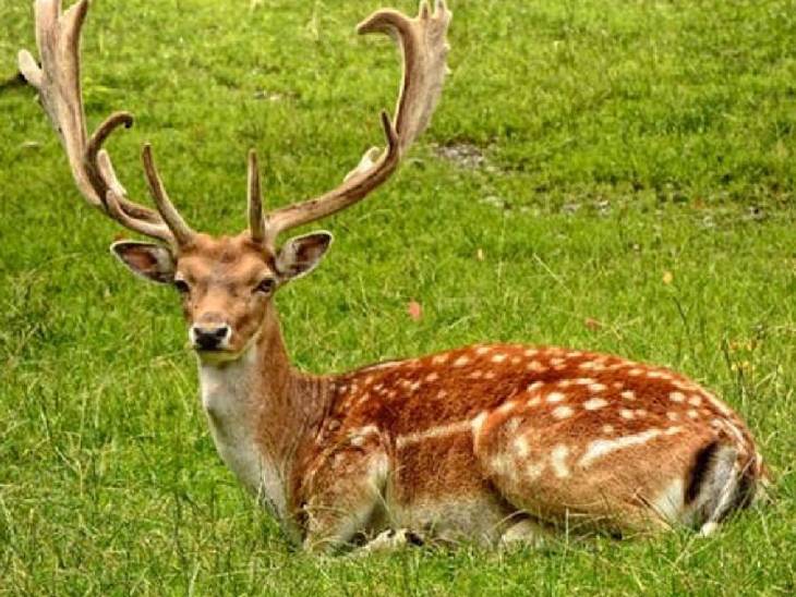 डियर पार्क में नियुक्त किए जाएंगे मेडिकल ऑफिसर:  10 प्रजातियों के 132 हिरण को लाया जाएगा, इलाज और वातावरण के प्रति बनाएंगे अनुकूल – Noida (Gautambudh Nagar) News