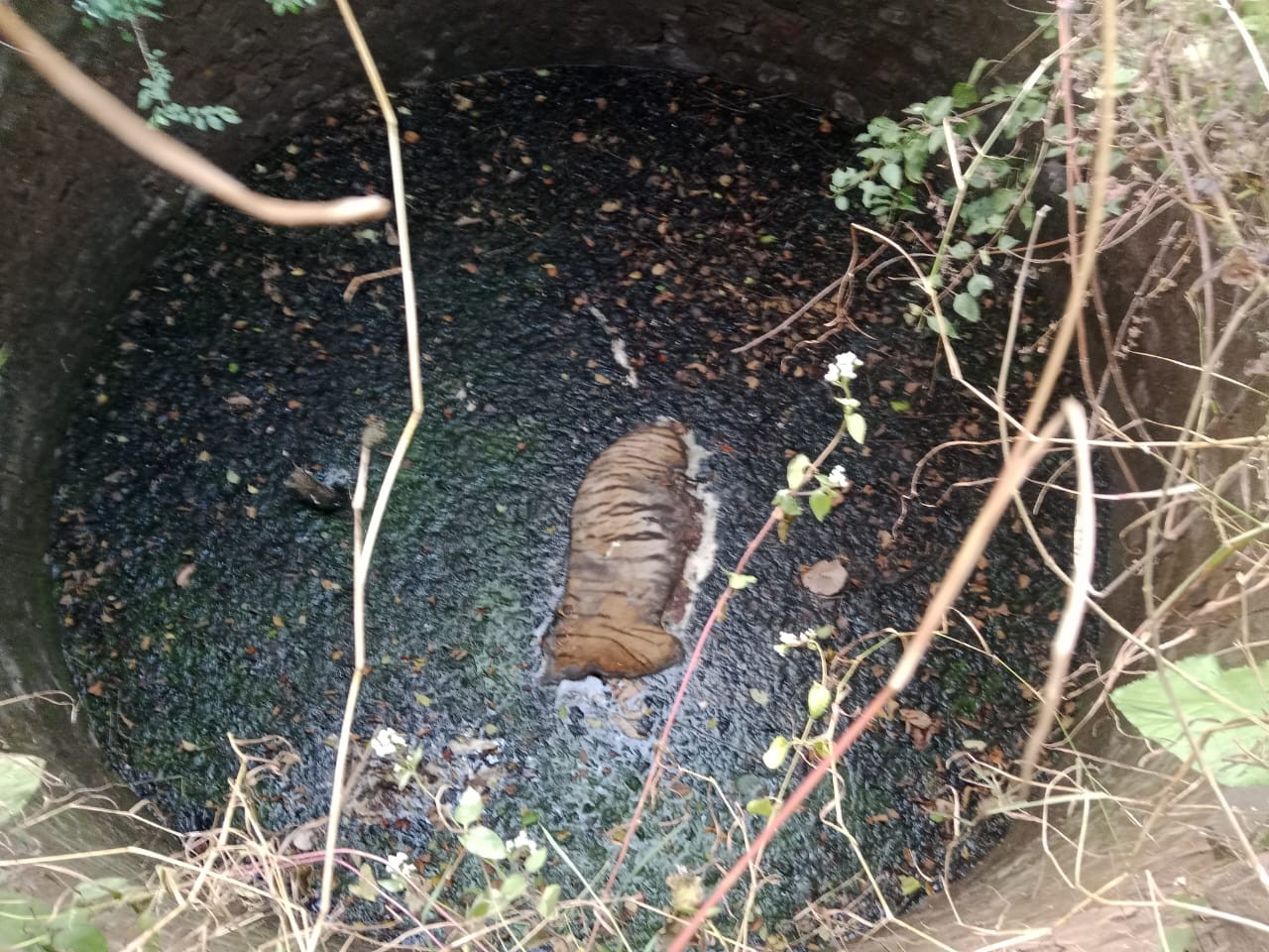 शुक्रवार शाम को कुएं में एक बाघ का शव मिला।