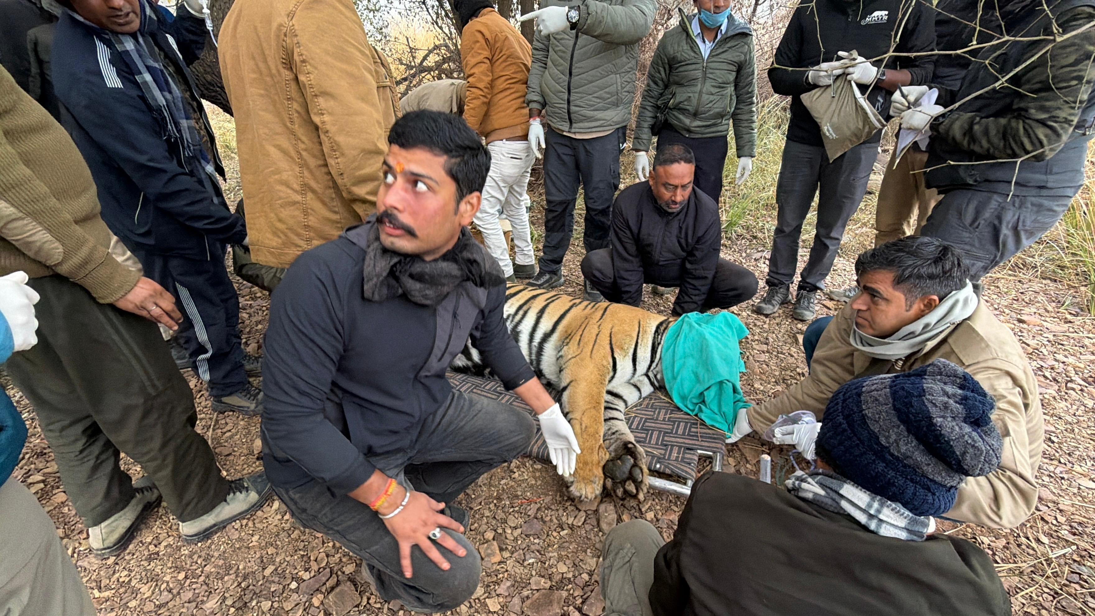 टाइगर के स्वास्थ्य परीक्षण के बाद उसे रणथंभौर से रवाना कर दिया गया।