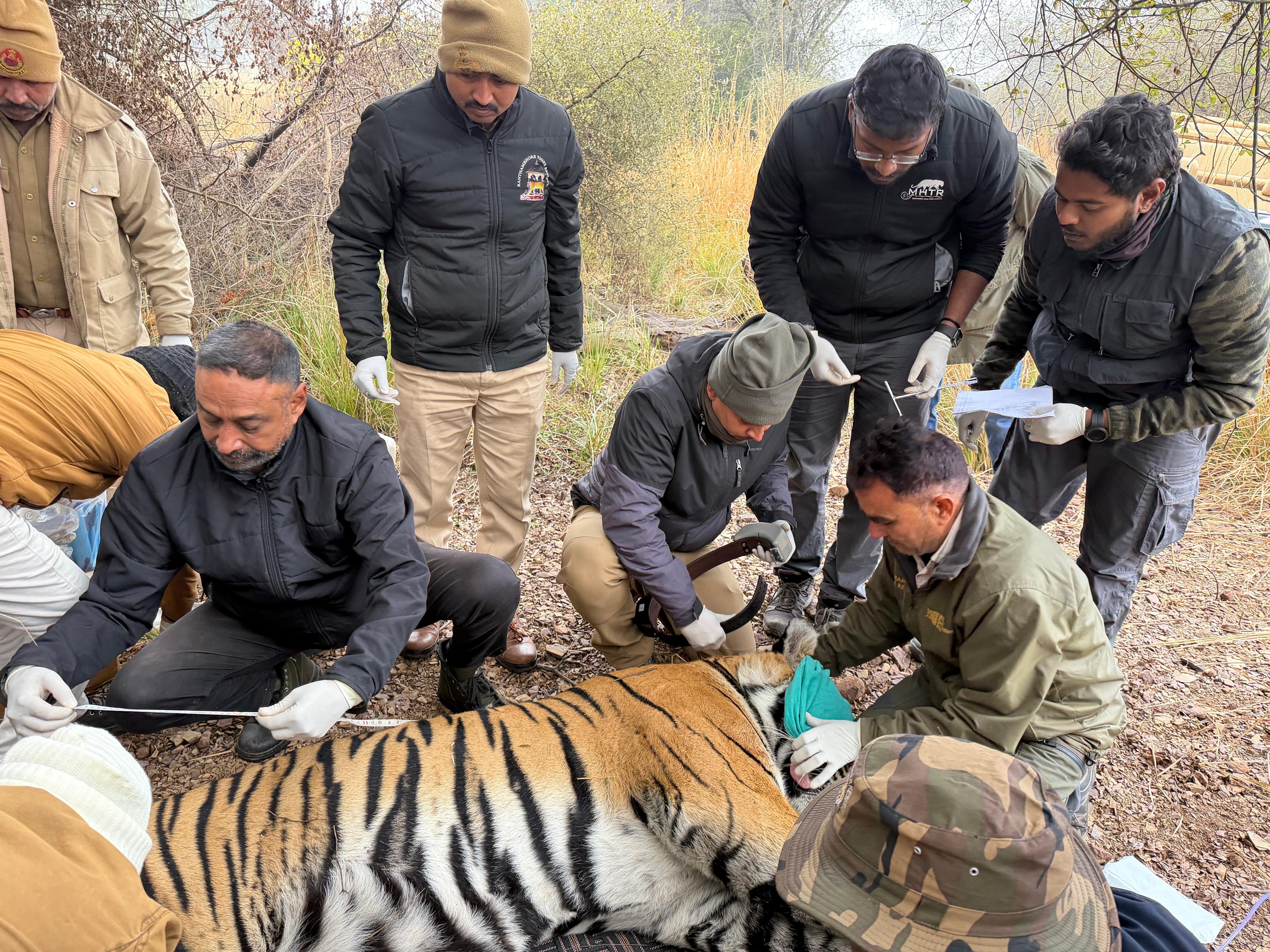 टाइगर को ट्रेंकुलाइज करने के बाद मेडिकल बोर्ड ने टाइगर का स्वास्थ्य परीक्षण किया।