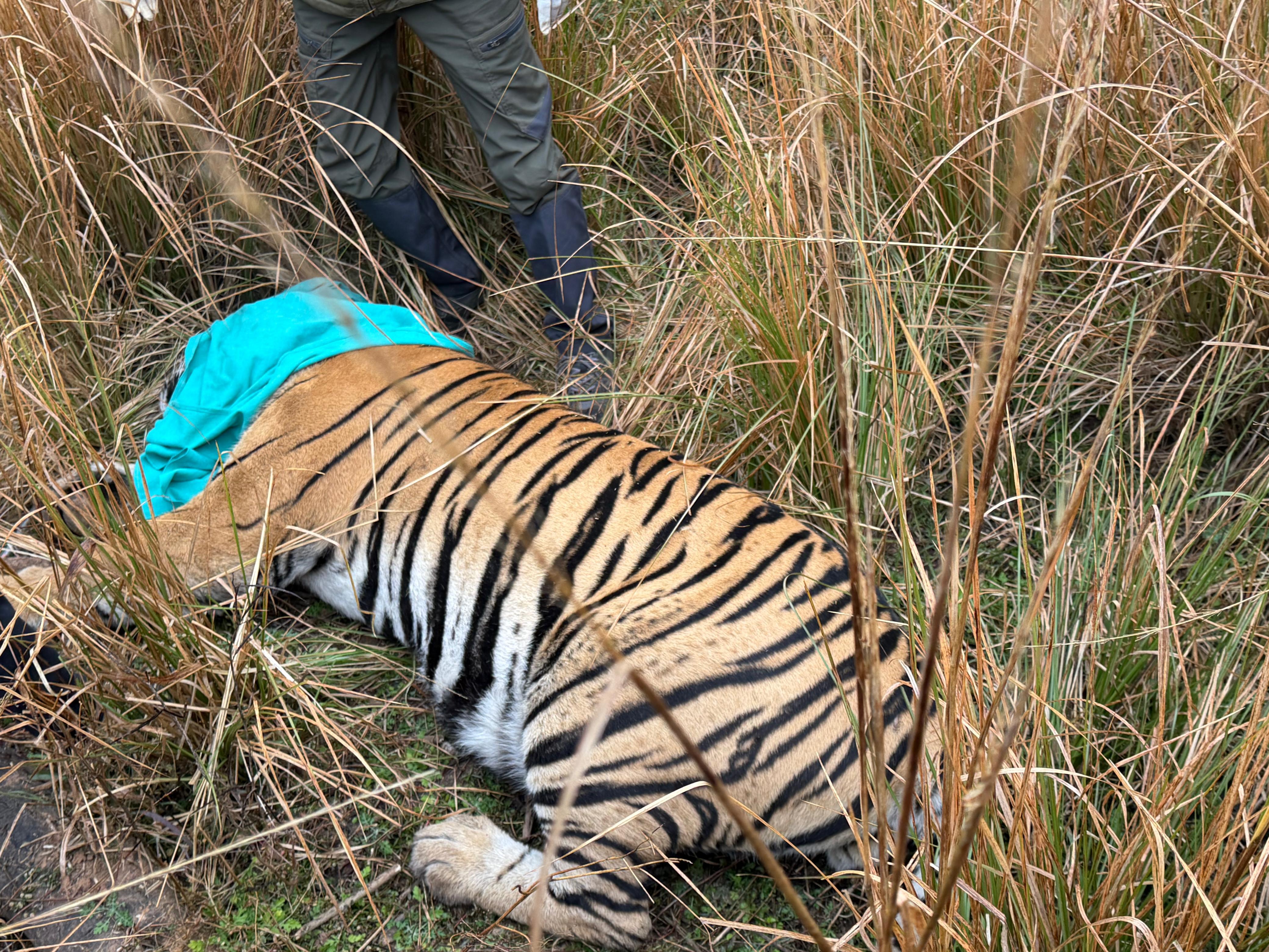 वन विभाग की टीम ने टाइगर को खंडार रेंज के लाहपुर वन क्षेत्र में ट्रेंकुलाइज किया।