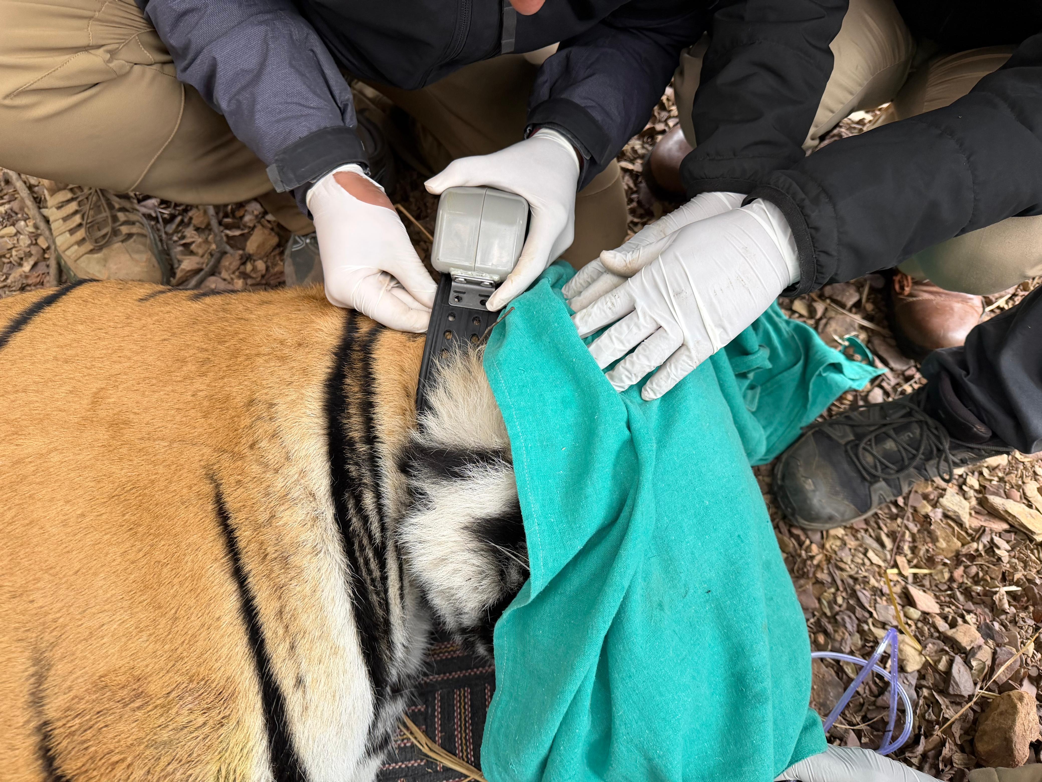 वन विभाग की टीम ने शुक्रवार सुबह लाहपुर वन क्षेत्र में टाइगर को ट्रेंकुलाइज किया।