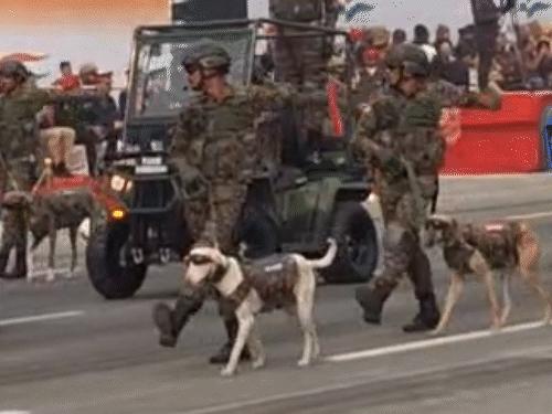 इंडियन आर्मी के मुधोल हाउंड, रामपुर हाउंड, चिप्पिपराई, कोम्बई और राजपालयम जैसी स्वदेशी नस्लों के डॉग्स ने परेड में अभ्यास किया। चश्मा लगाए मुधोल हाउंड ने खास तौर पर ध्यान खींचा।