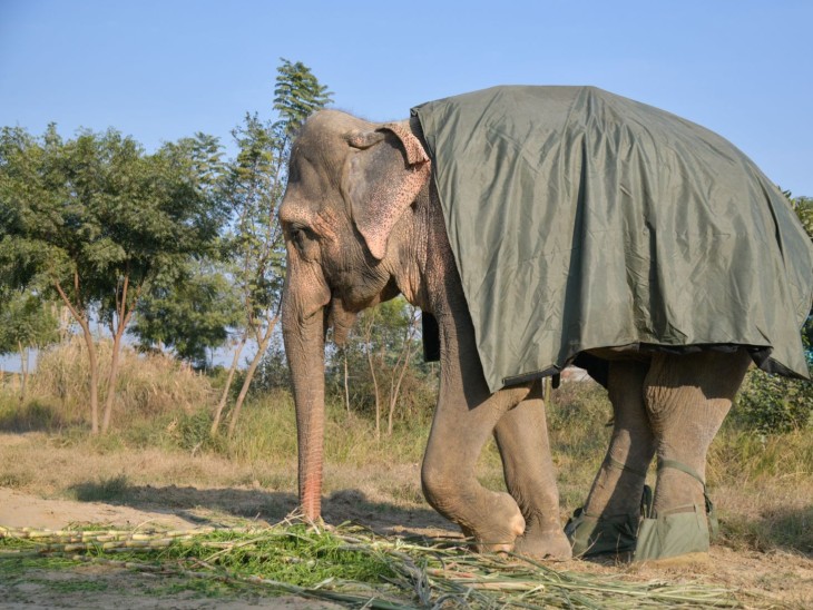 मथुरा में हाथियों को गर्म कपड़े पहनाए गए हैं। बाड़ों में हैलोजन लैंप और तिरपाल की चादरें लगाई गई हैं।