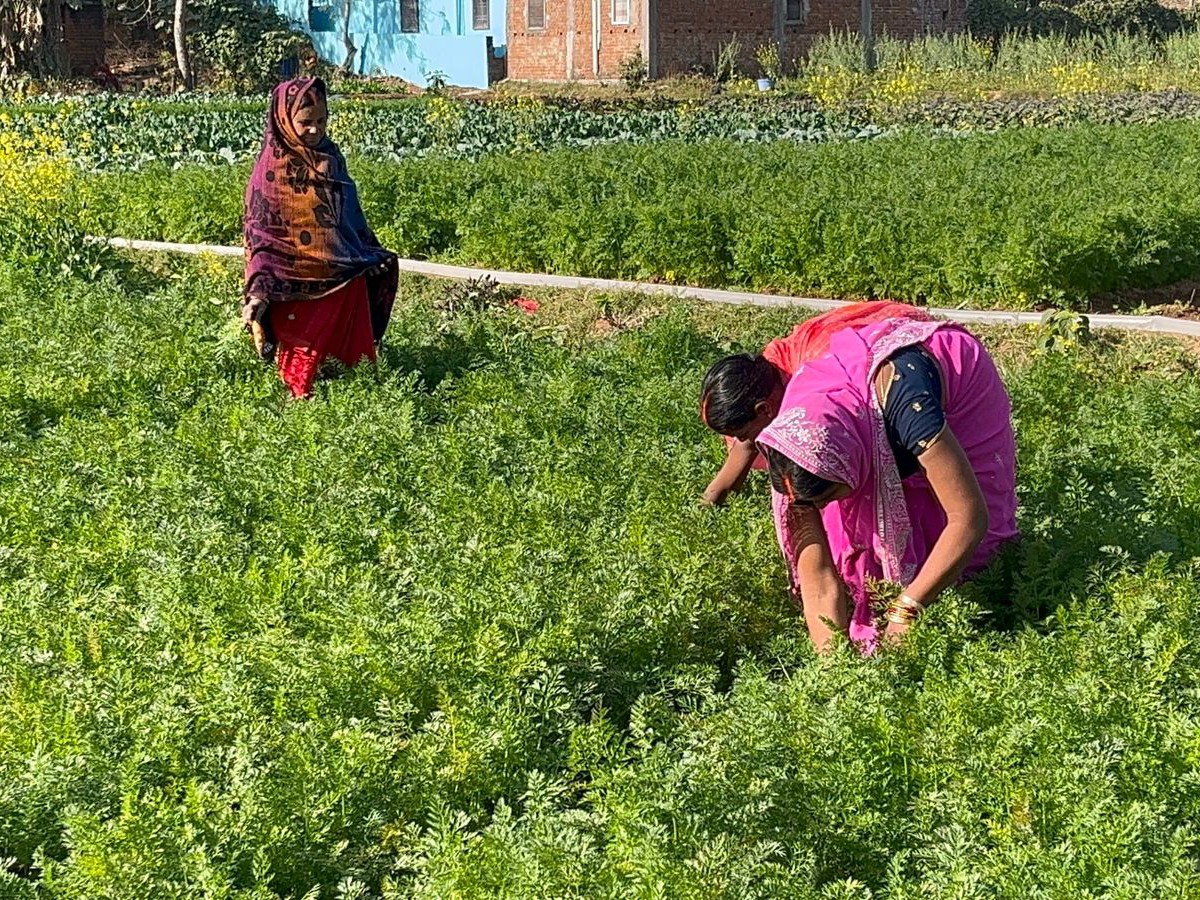 गाजर की खेती में प्रति एकड़ 20 से 25 हजार रुपए का खर्च आता है।