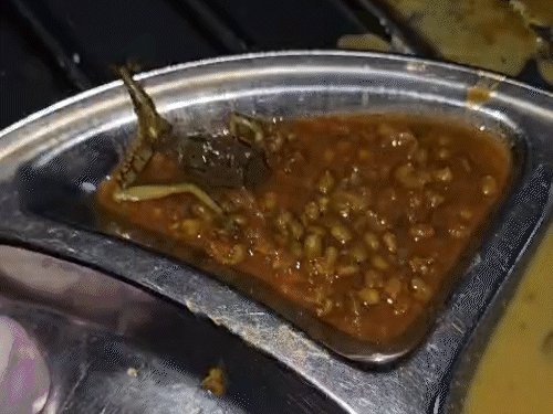 छत्तीसगढ़ डेंटल कॉलेज के मेस में बने मूंग दाल में मरा हुआ मेंढक मिला है। - Dainik Bhaskar