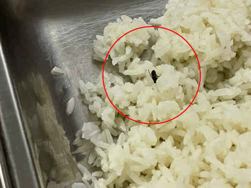 चावल में इल्ली, छाछ में कीड़े निकले।