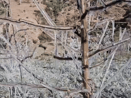 उत्तराखंड में देहरादून के चकराता में शुक्रवार को तापमान -1°C दर्ज किया गया, जिससे सुबह ओस जमी दिखी।